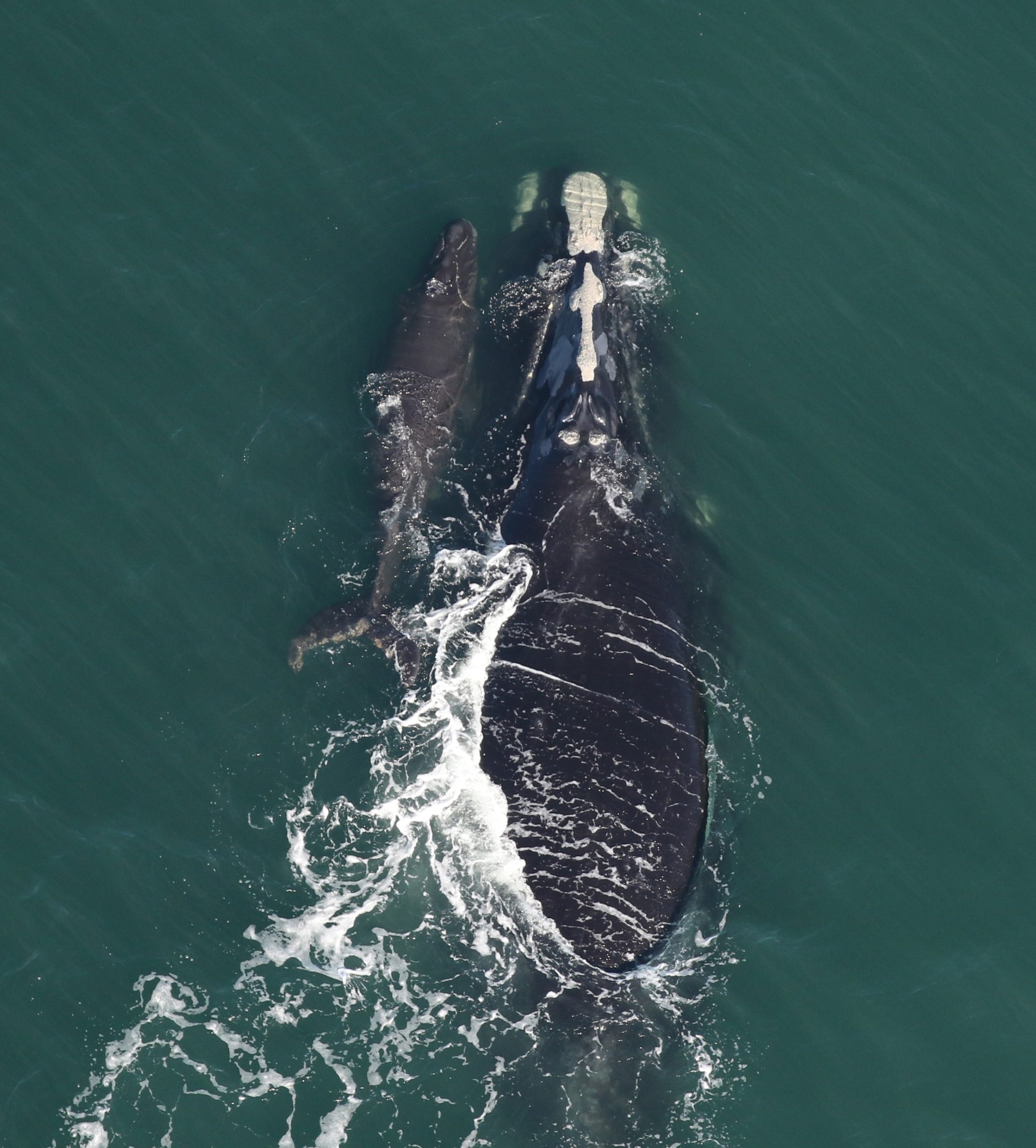 NARW-1612-Juno-and-2026-calf_CMARI_122725