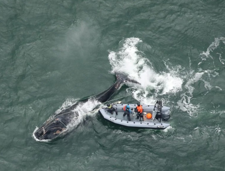 NARW-5217-Entanglement_20251204_CMARI_IMG_0260-1024x683-1