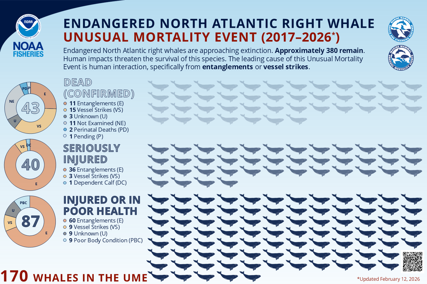 NOAA NARW UME infographic Feb 2026 Right whale #3346 “Kingfisher” with gear around right flipper. Some of this gear removed during disentanglement events were traced back to the Maine lobster fishery. He has not been seen since 2015 and is presumed dead. Florida Fish & Wildlife Conservation Commission, taken under NOAA permit # 932-1905/MA-009526
